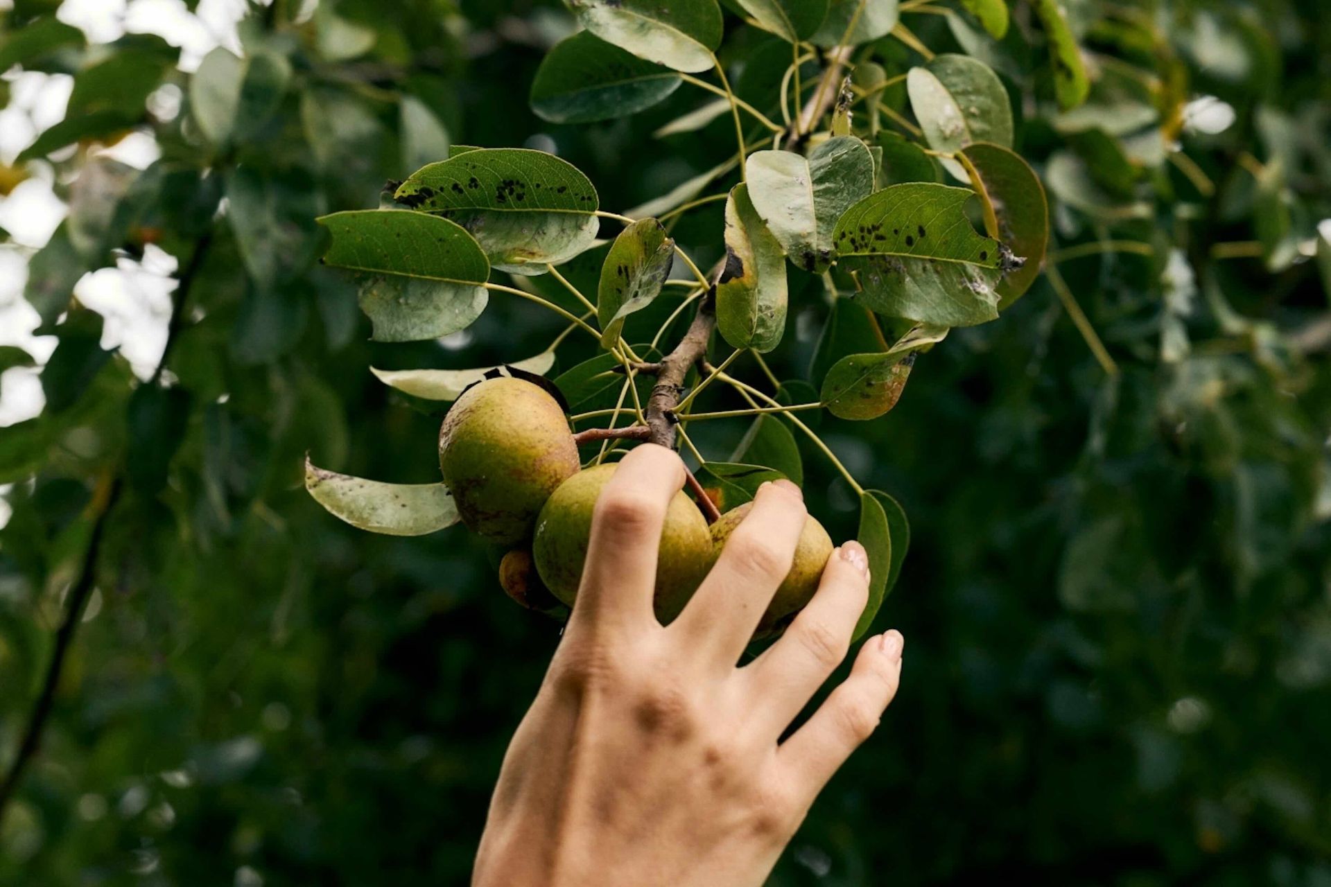 wild nutrition fertility guide